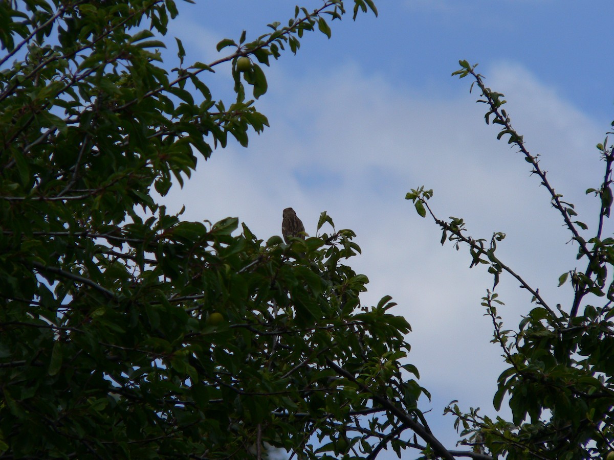 Домовый воробей - ML646674260