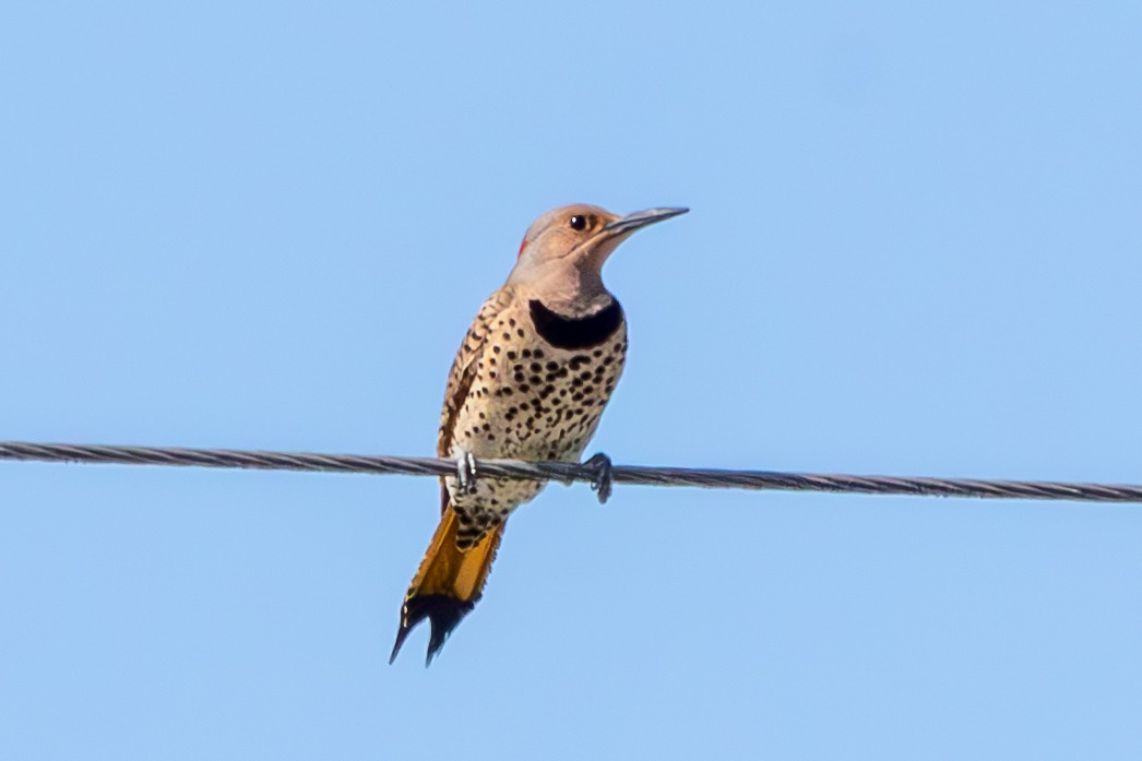 Goldspecht (auratus/luteus) - ML646674263