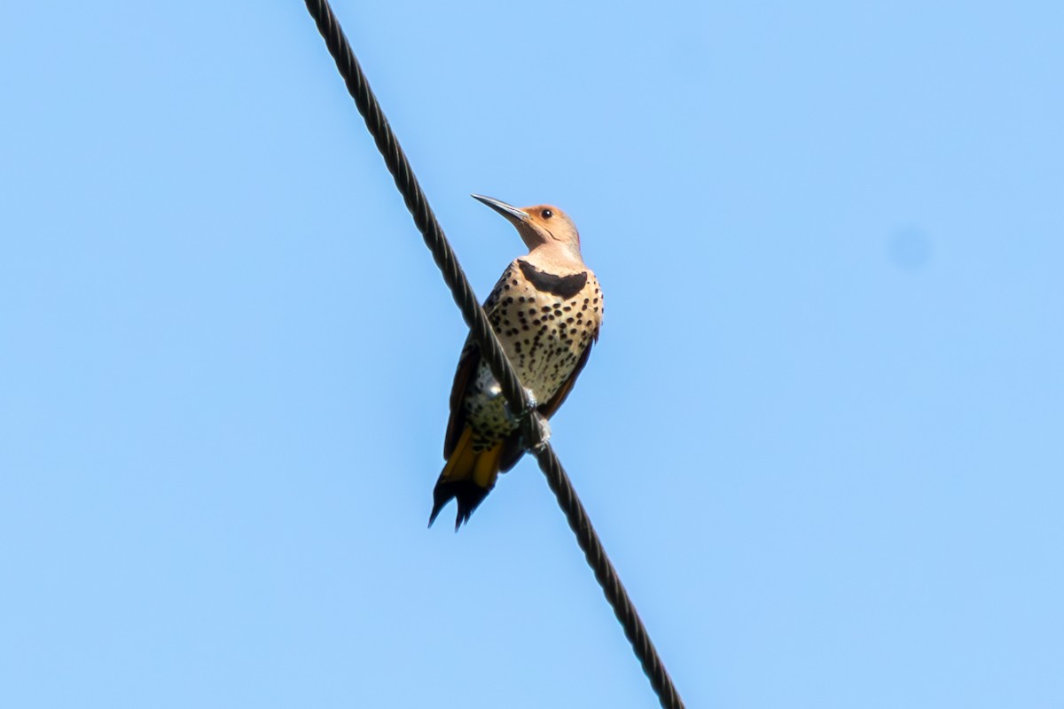 Goldspecht (auratus/luteus) - ML646674264