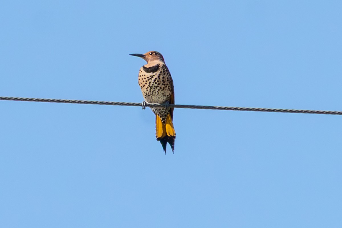 Goldspecht (auratus/luteus) - ML646674265