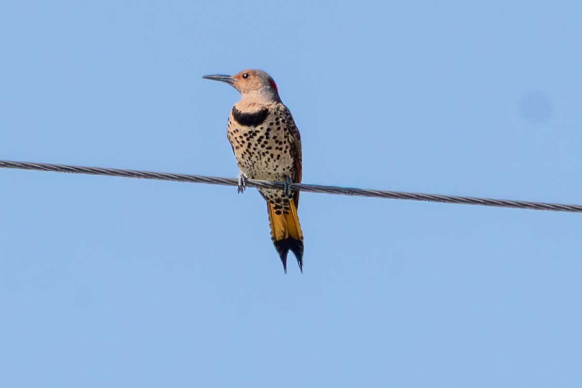 Goldspecht (auratus/luteus) - ML646674266