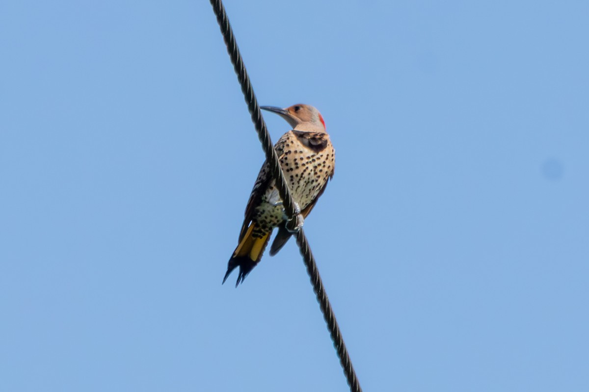 Goldspecht (auratus/luteus) - ML646674267