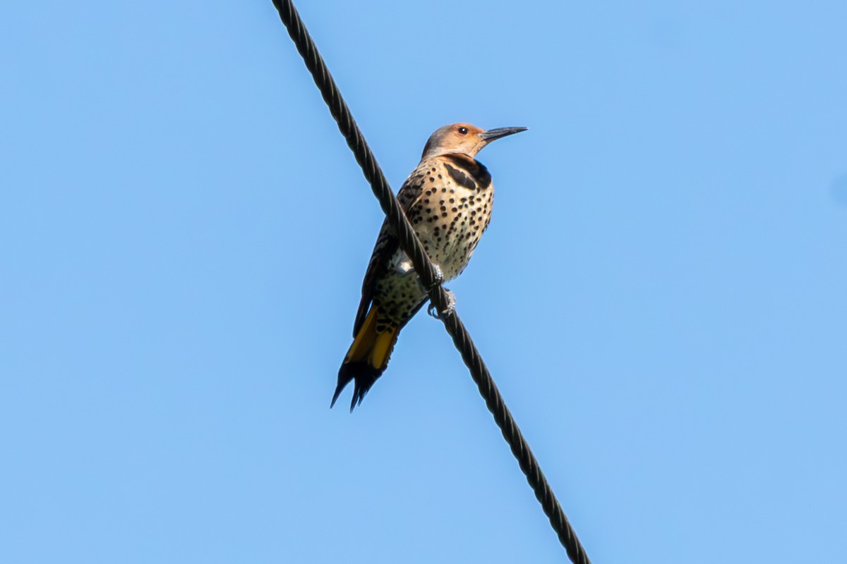 Goldspecht (auratus/luteus) - ML646674268