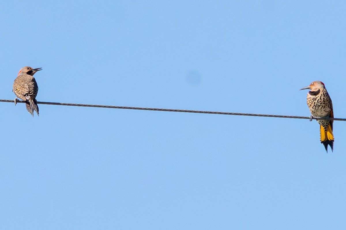 Goldspecht (auratus/luteus) - ML646674269