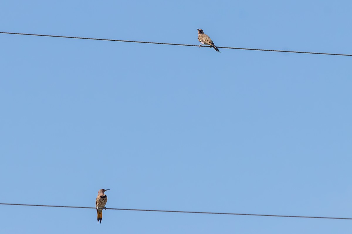 Goldspecht (auratus/luteus) - ML646674270