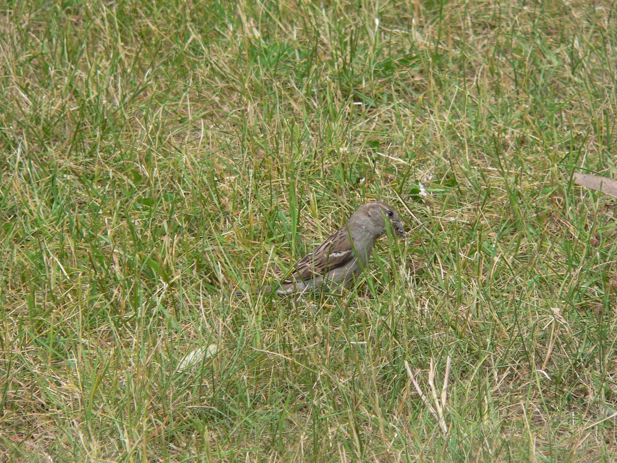 Домовый воробей - ML646674271