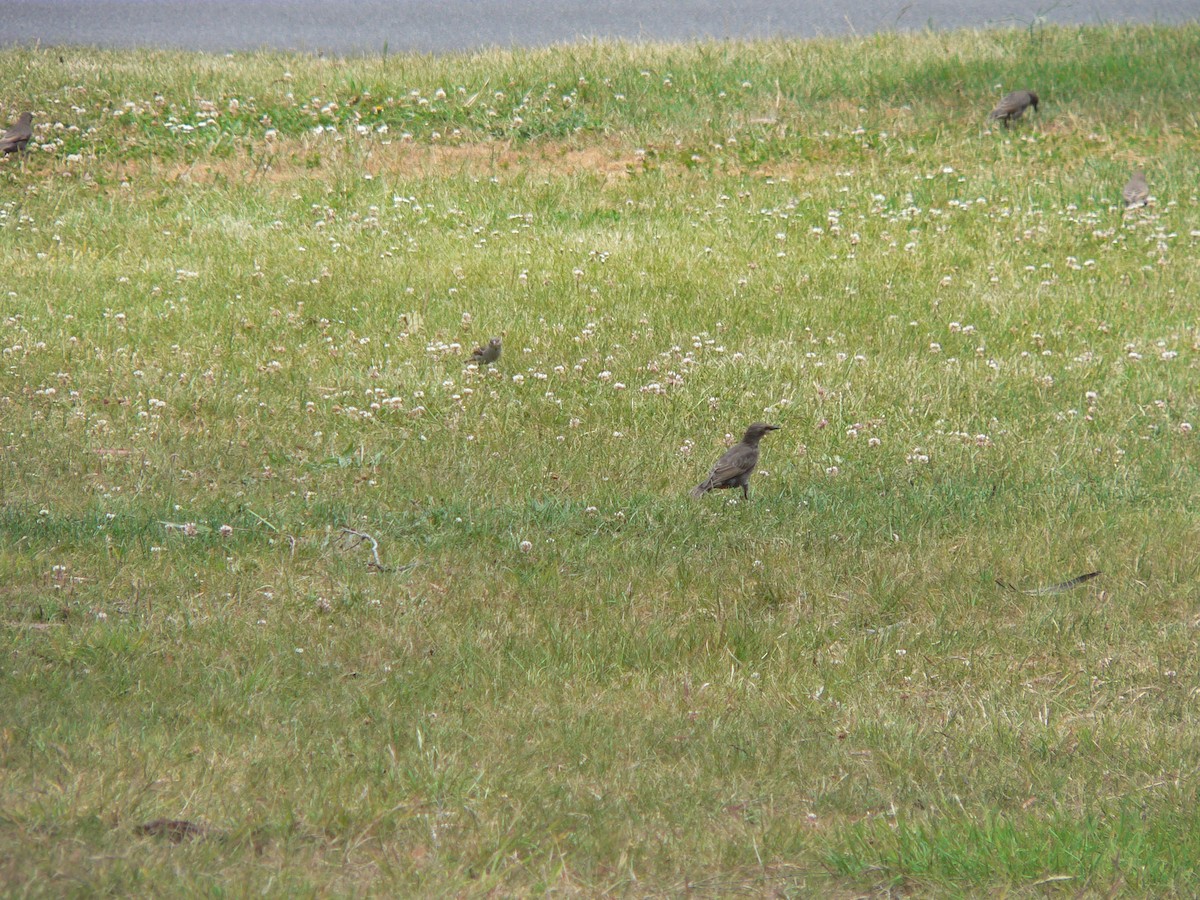 Обыкновенный скворец - ML646674273