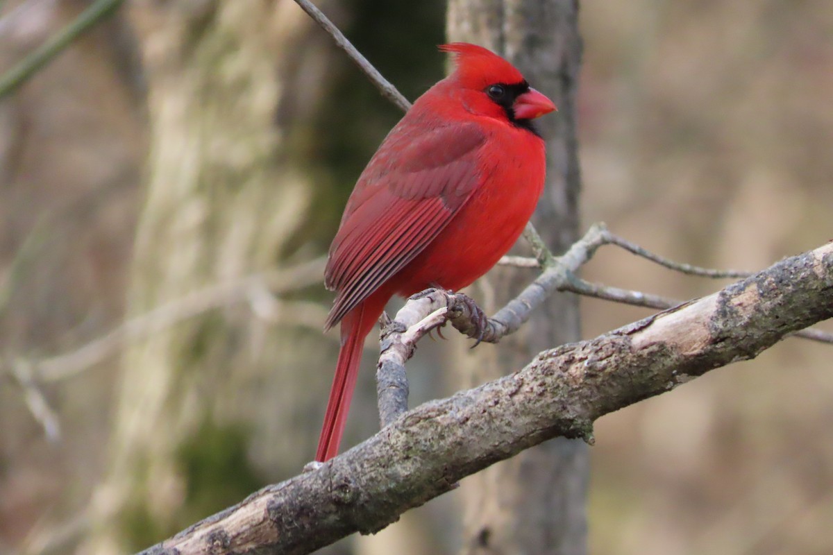 Kardinal arrunta - ML646674274