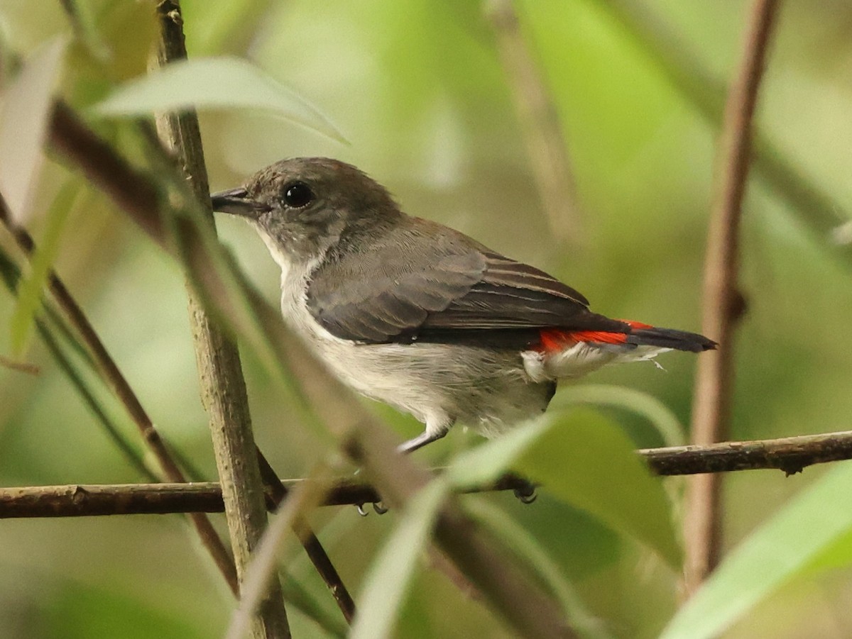 Scarlet-backed Flowerpecker - ML646674278