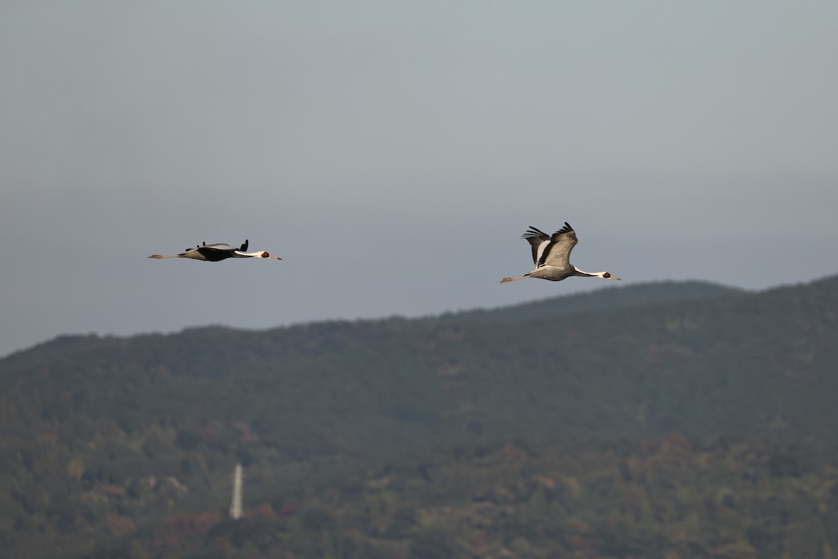 白枕鶴 - ML646674279