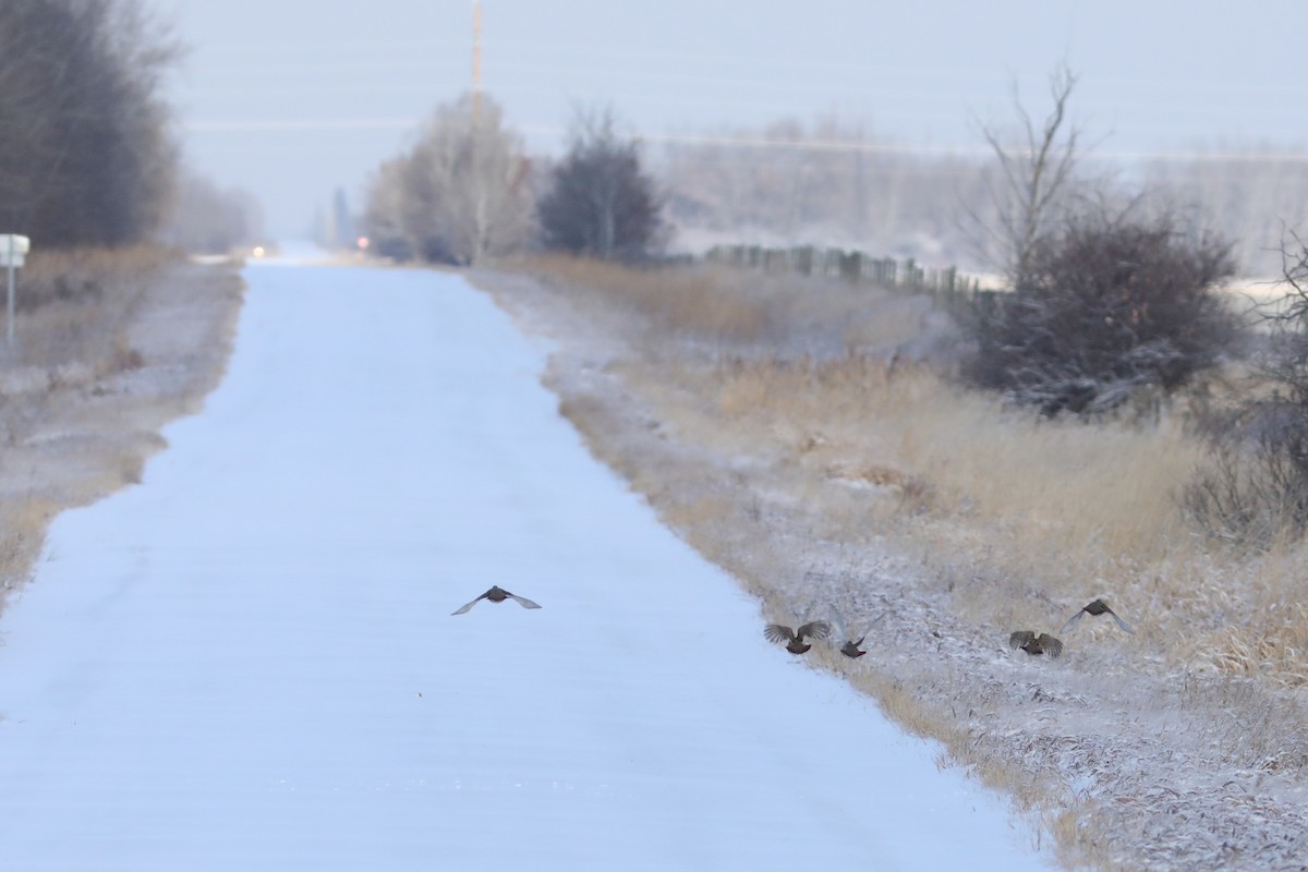 Gray Partridge - ML646674281