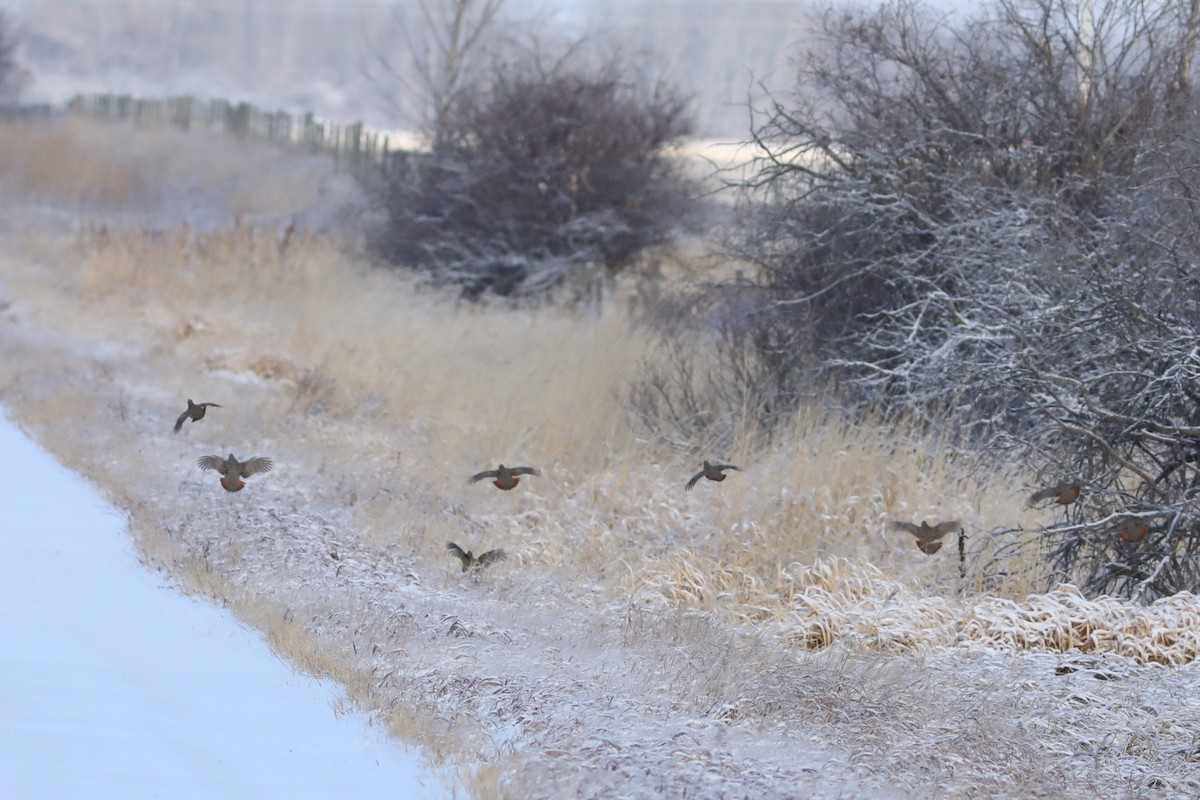 Gray Partridge - ML646674282