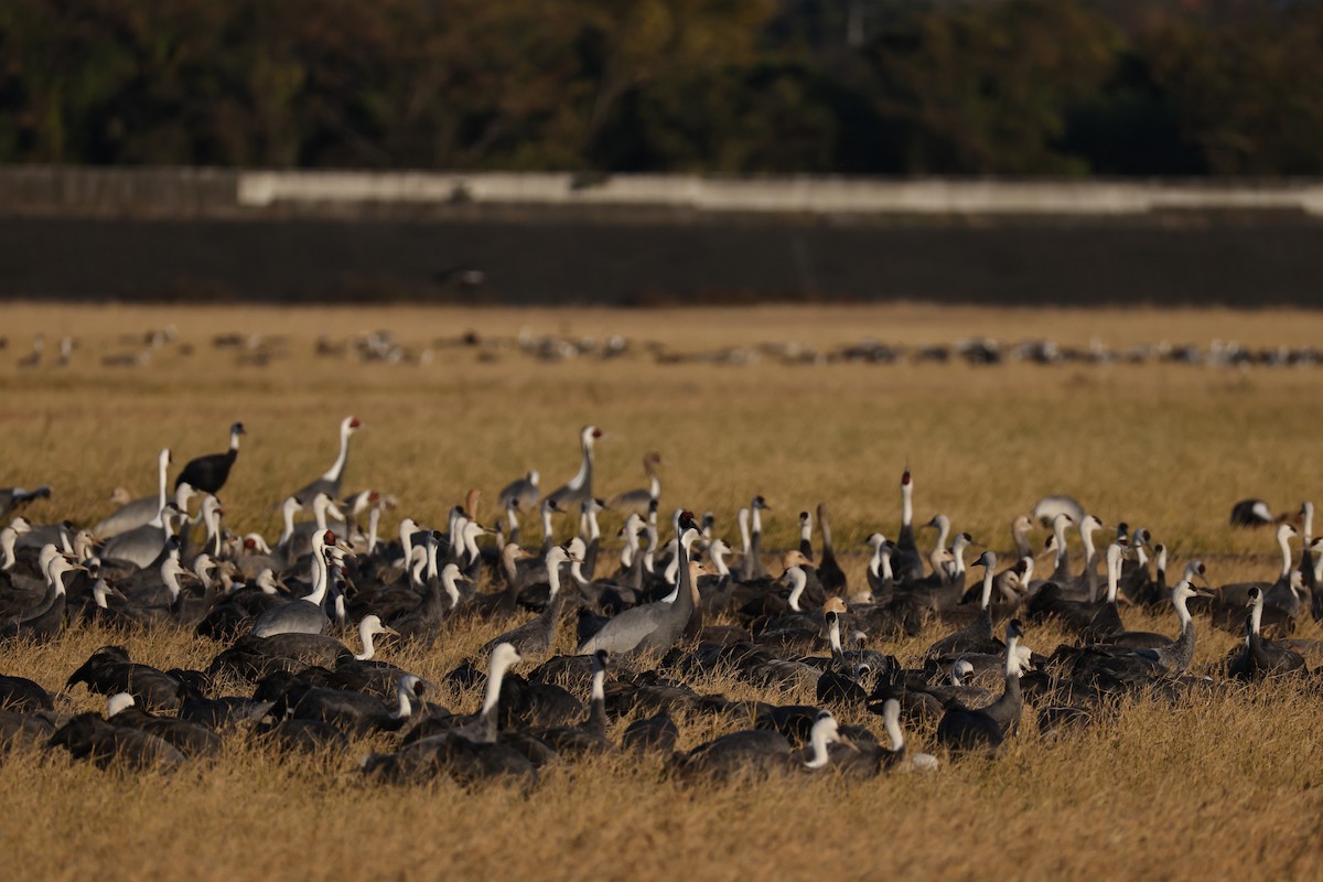 白枕鶴 - ML646674285