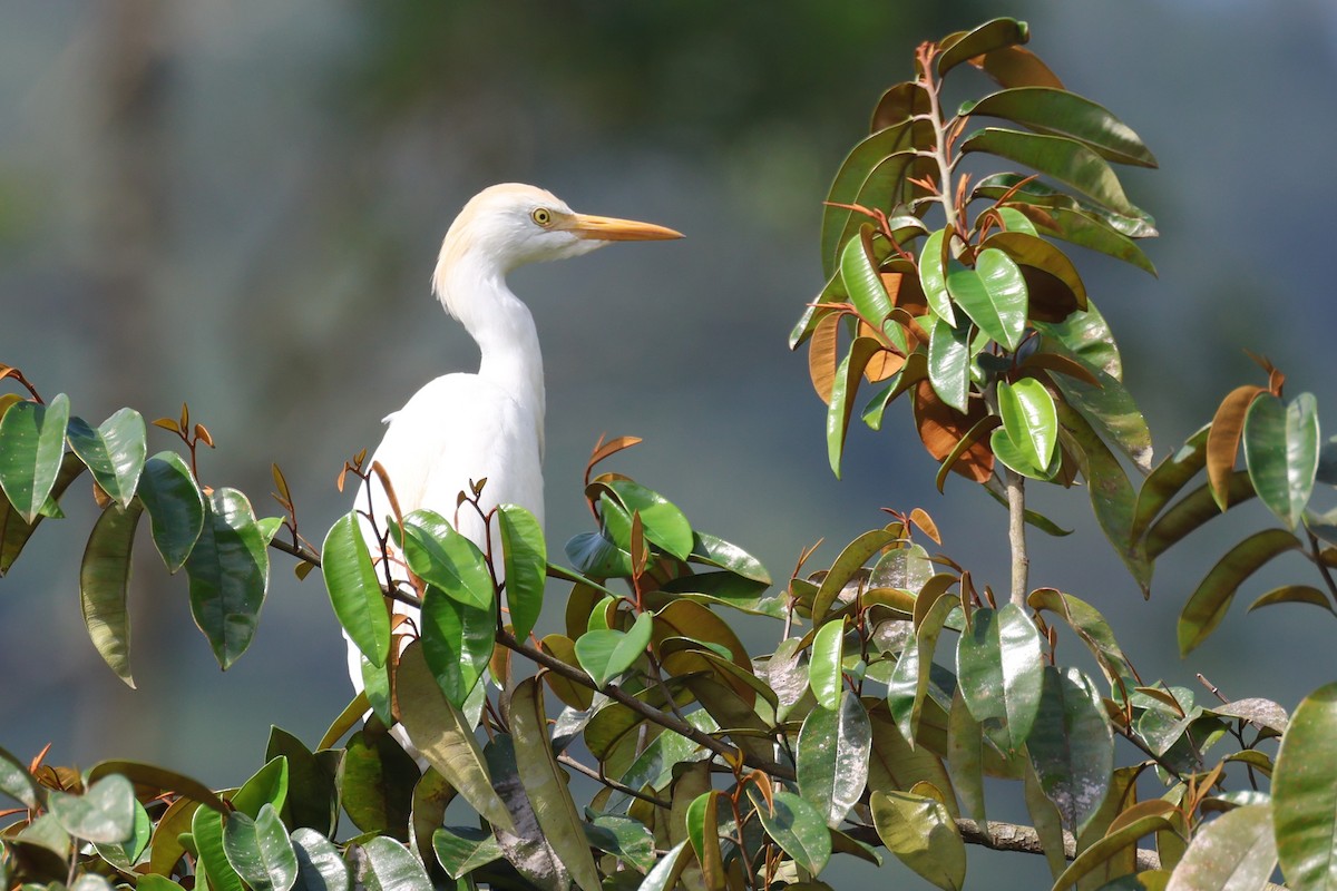 volavka rusohlavá - ML646674286