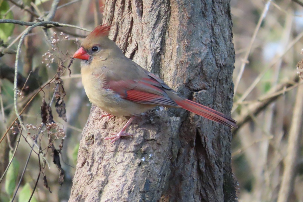 Kardinal arrunta - ML646674287