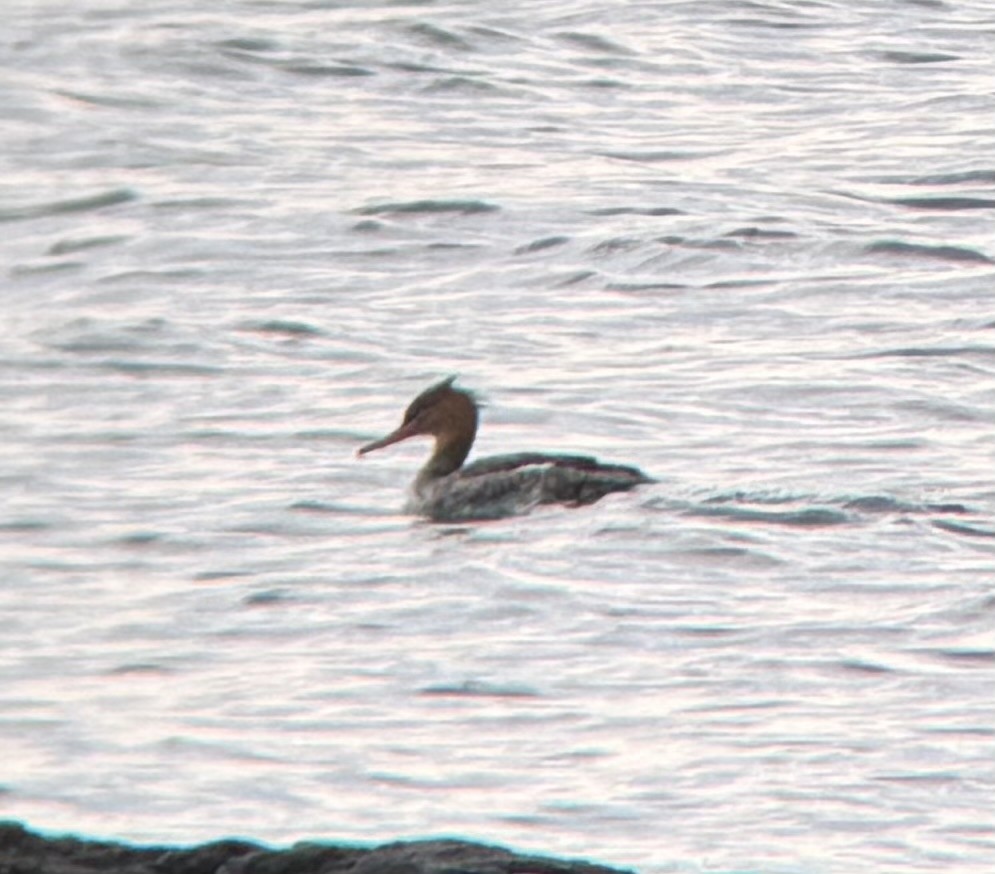 Zerra ertaina - ML646674288