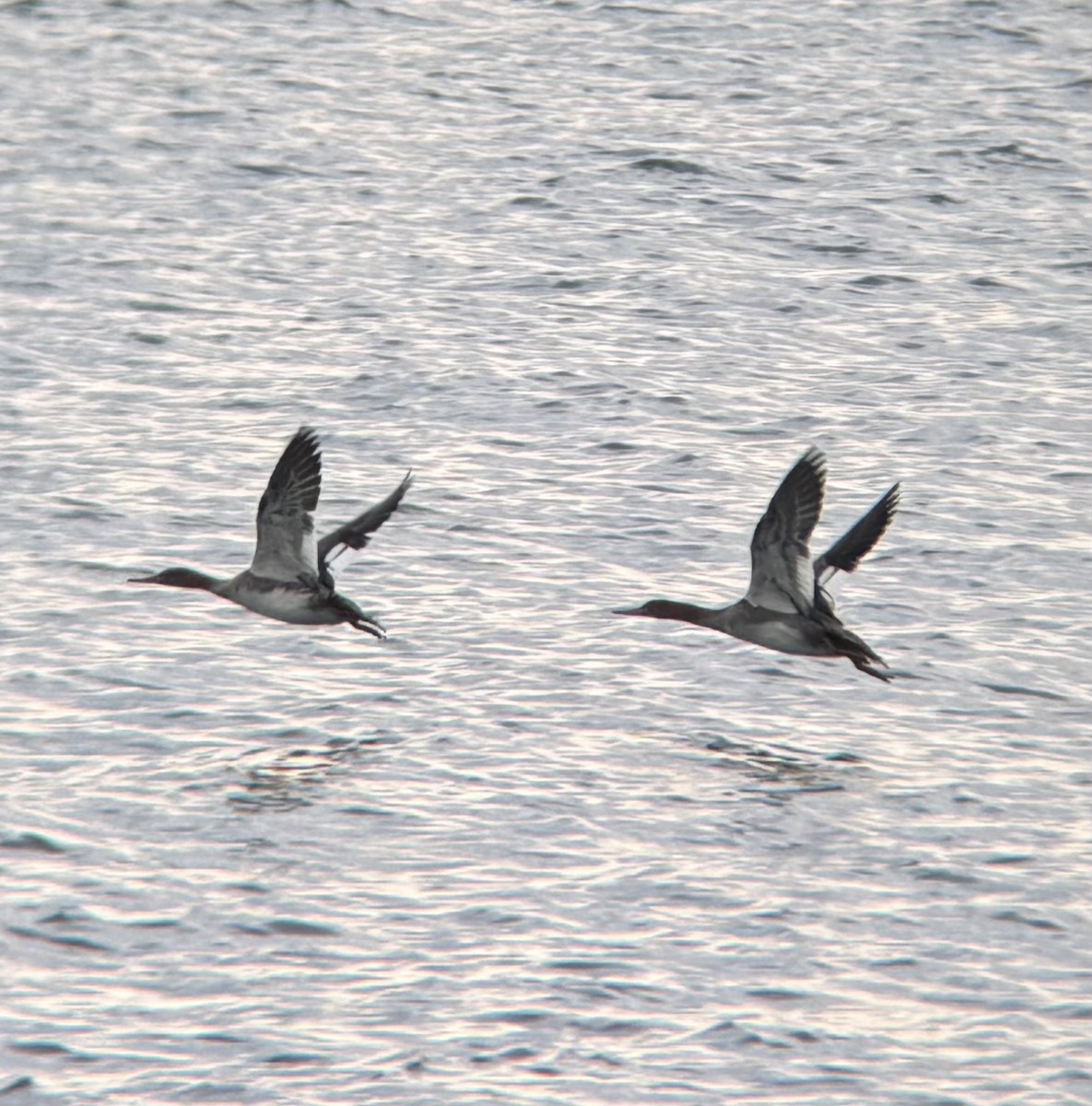 Zerra ertaina - ML646674289