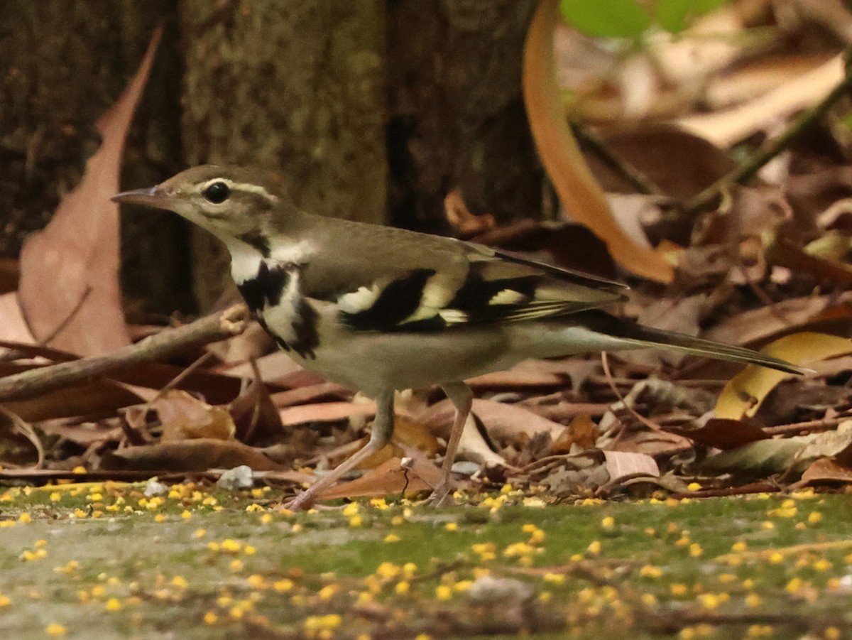 Модны цэгцгий - ML646674290