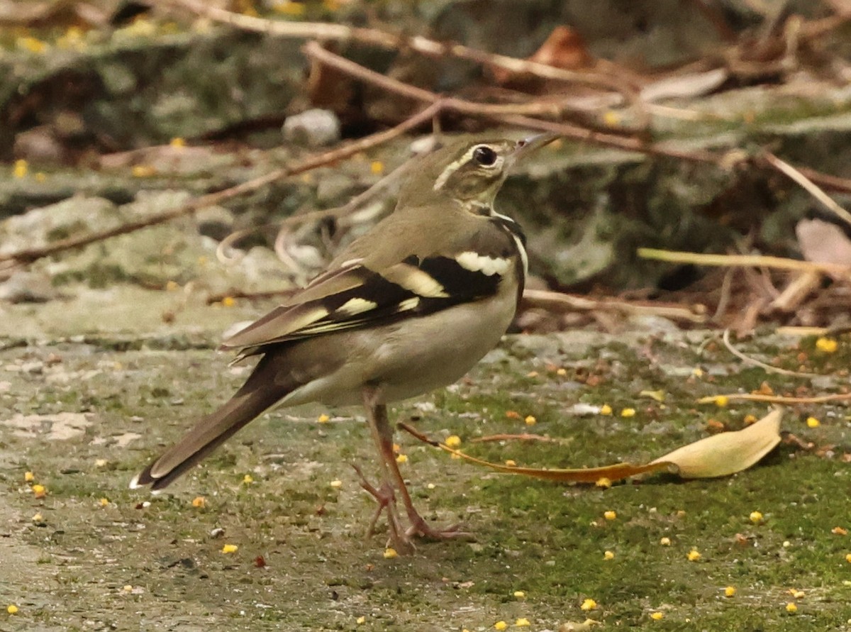 Модны цэгцгий - ML646674291