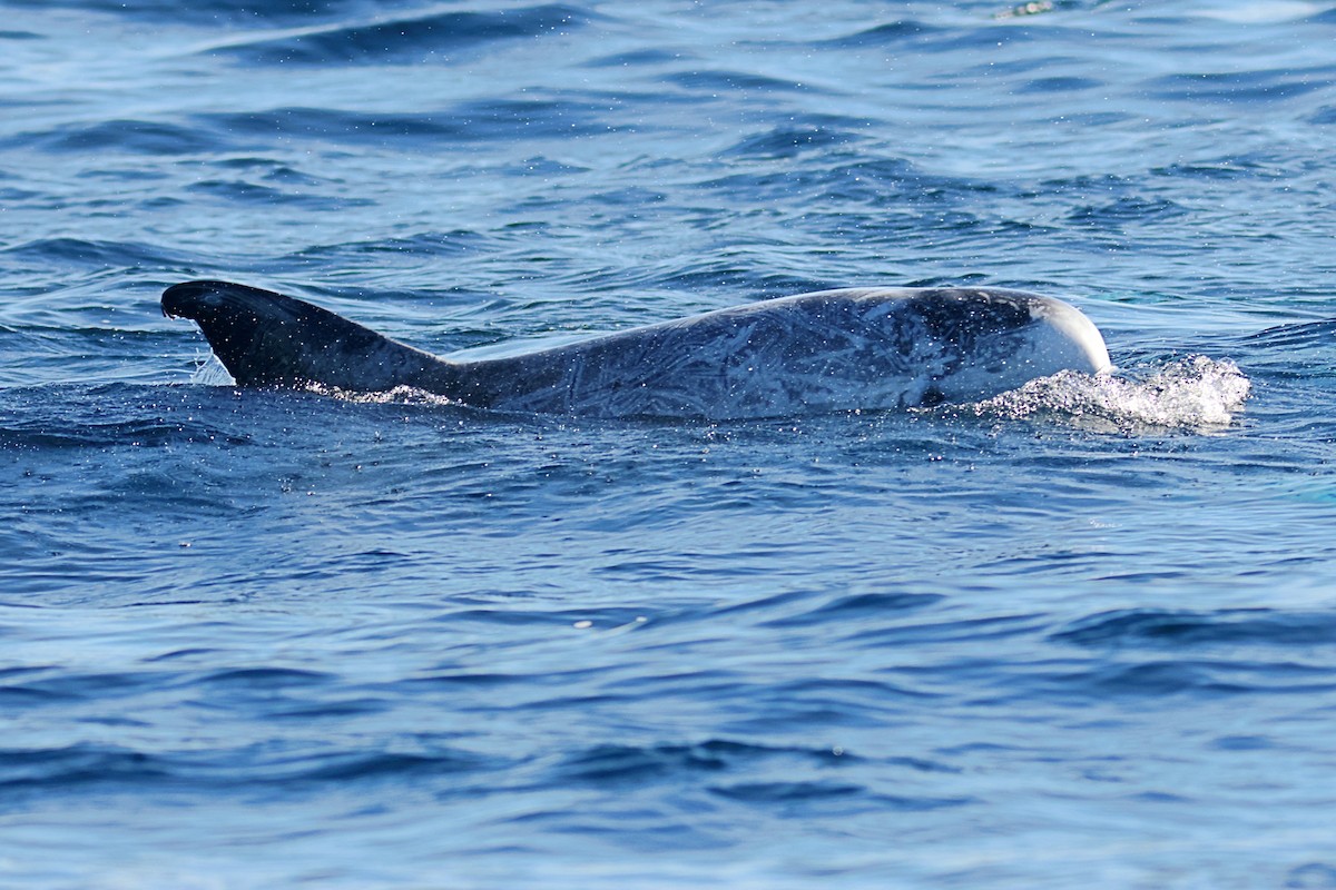 Animals - ML646674292