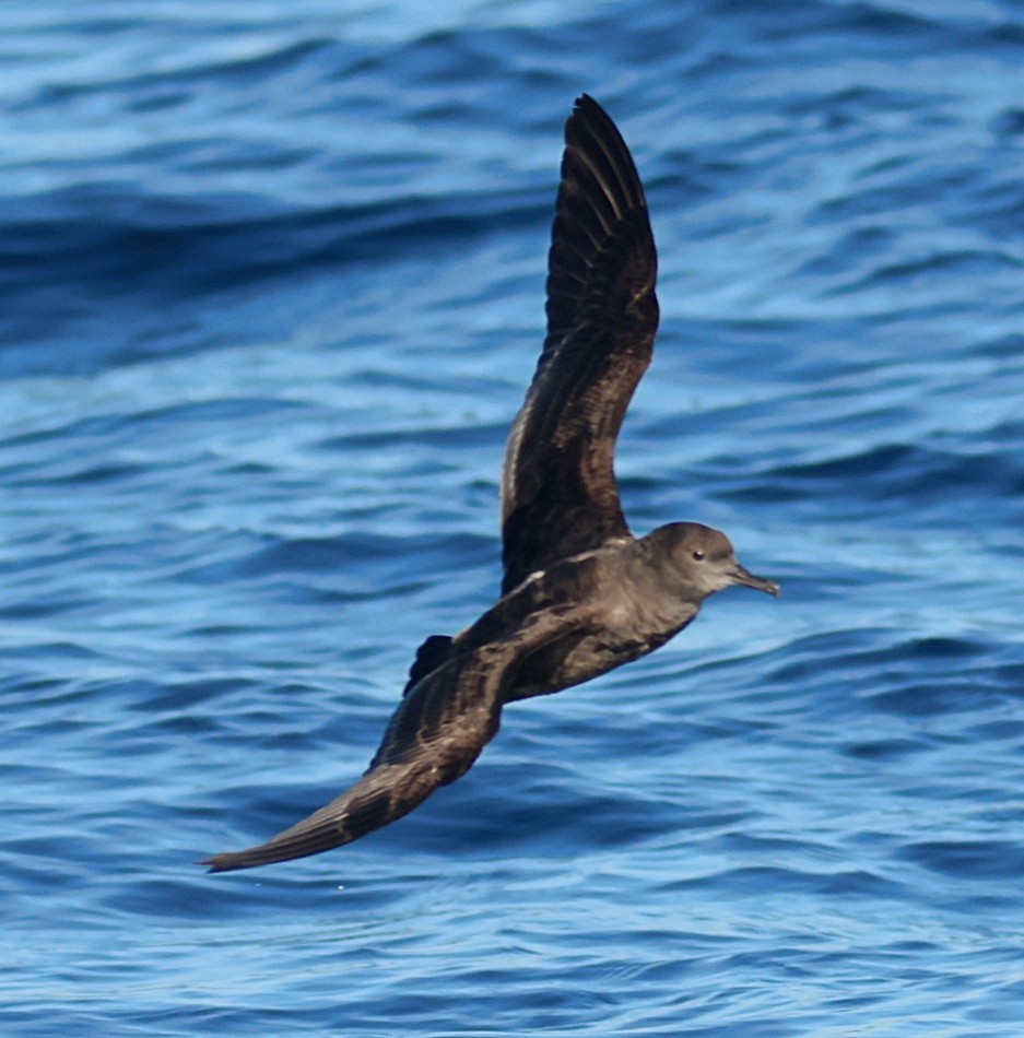 Sooty Shearwater - ML646674294