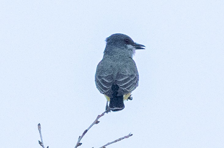 Cassin's Kingbird - ML646674295