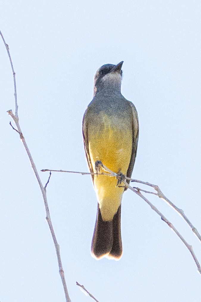 Cassin's Kingbird - ML646674296