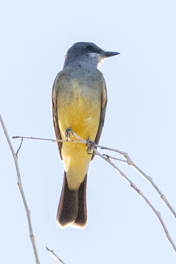 Cassin's Kingbird - ML646674297