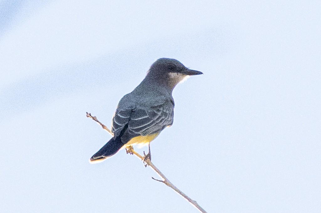 Cassin's Kingbird - ML646674299