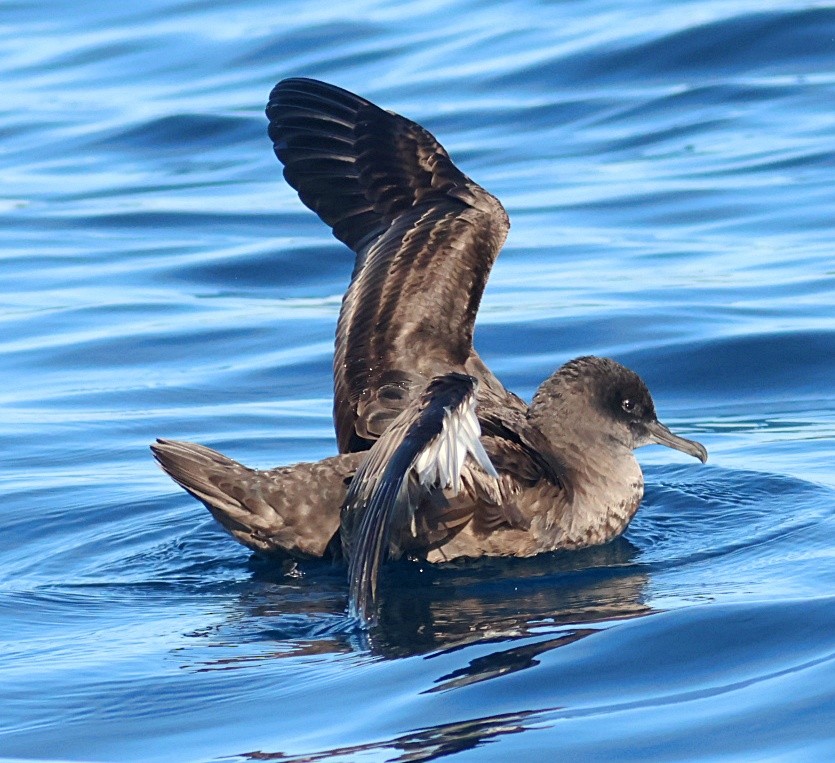 Sooty Shearwater - ML646674300