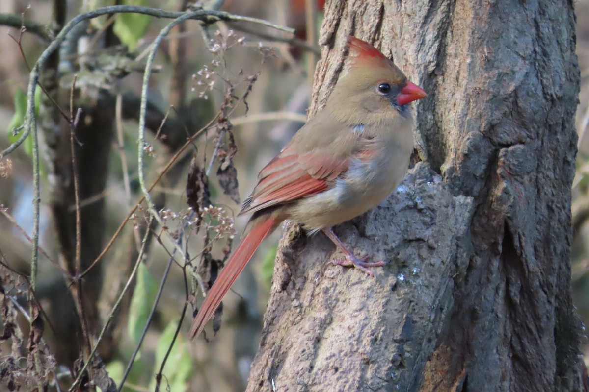 Kardinal arrunta - ML646674301