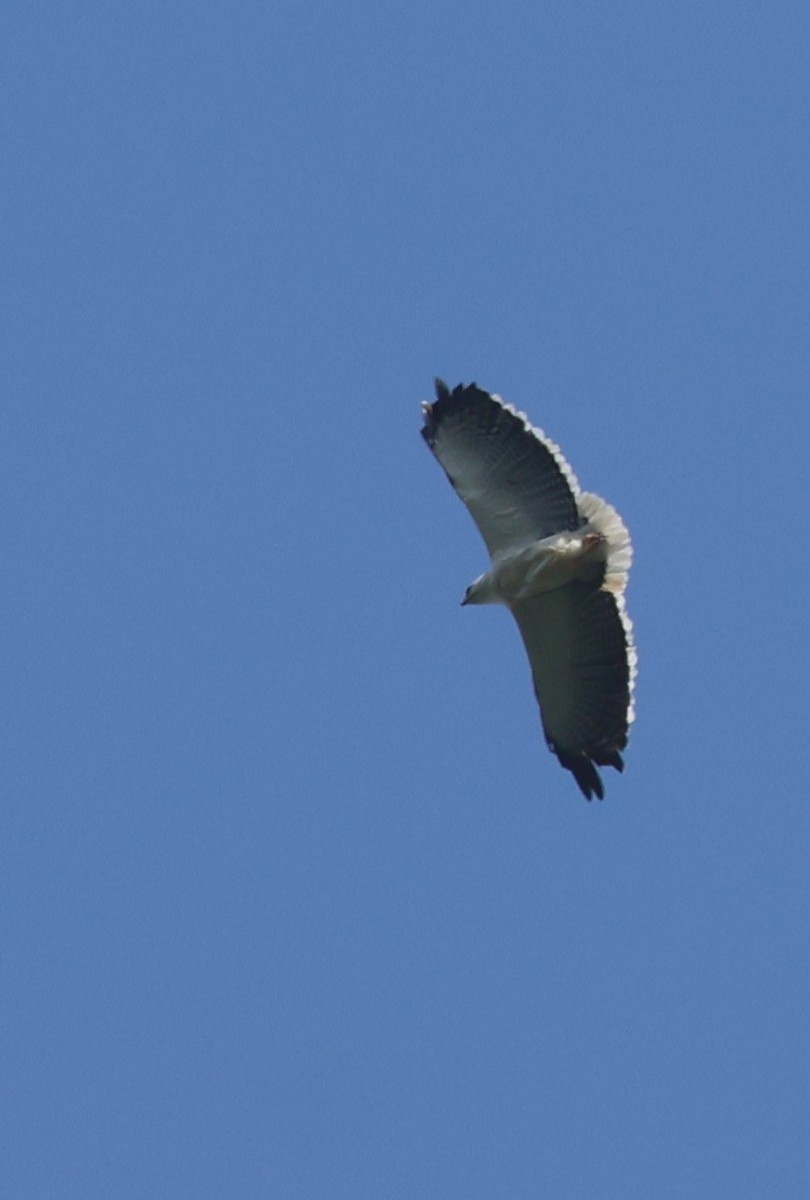 káně pláštíková - ML646674302