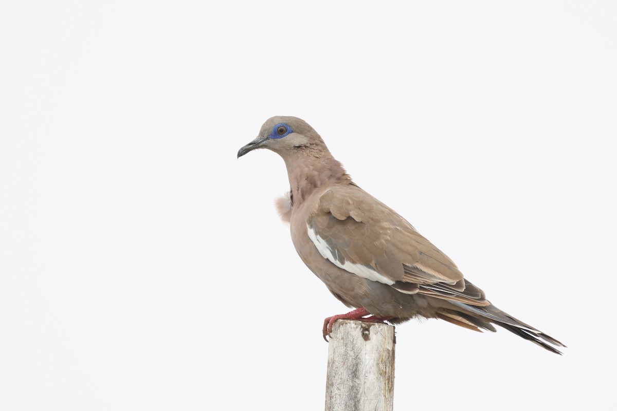 West Peruvian Dove - ML646674303