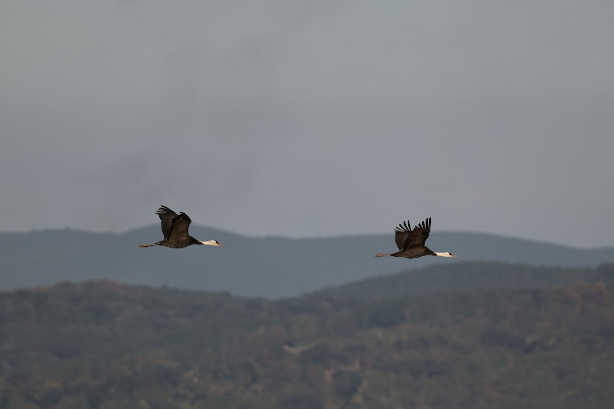 白頭鶴 - ML646674304