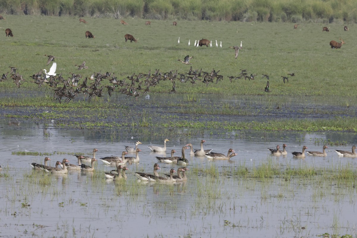 grågås - ML646674305