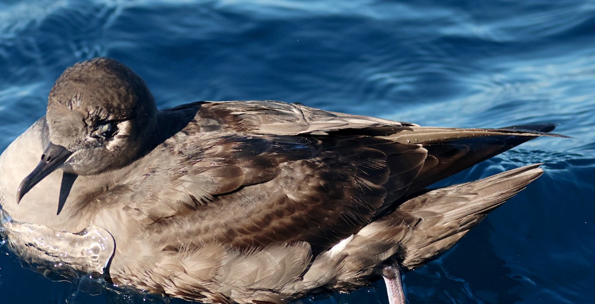 Sooty Shearwater - ML646674307