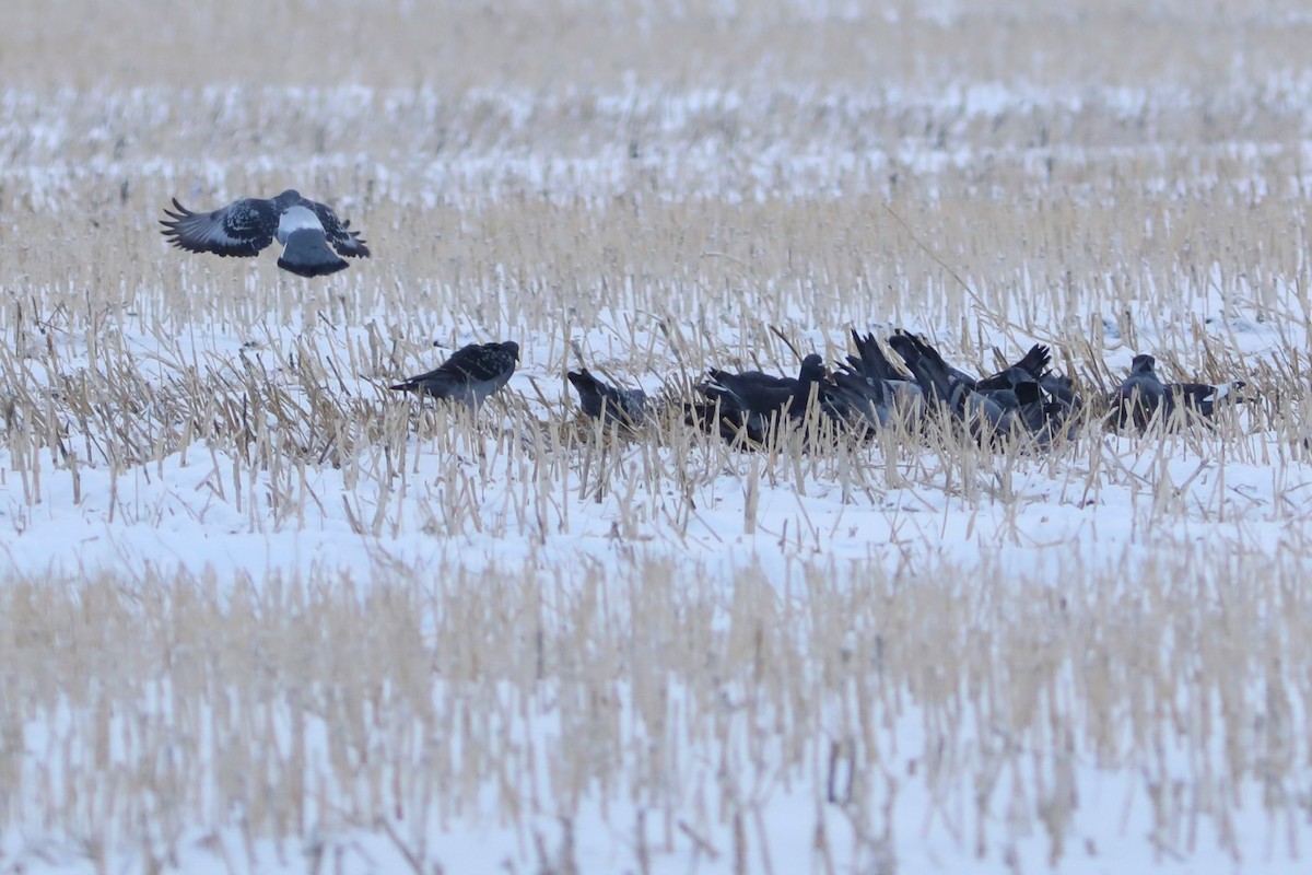 Rock Pigeon (Feral Pigeon) - ML646674308