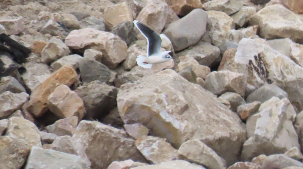 Little Gull - ML646674312