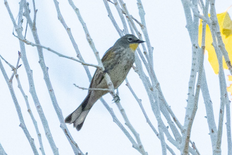 Yellow-rumped Warbler (Audubon's) - ML646674313