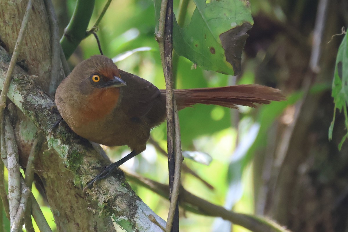 Orange-eyed Thornbird - ML646674314