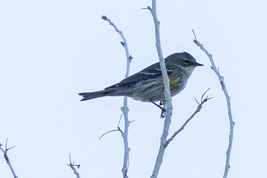 Yellow-rumped Warbler (Myrtle) - ML646674315