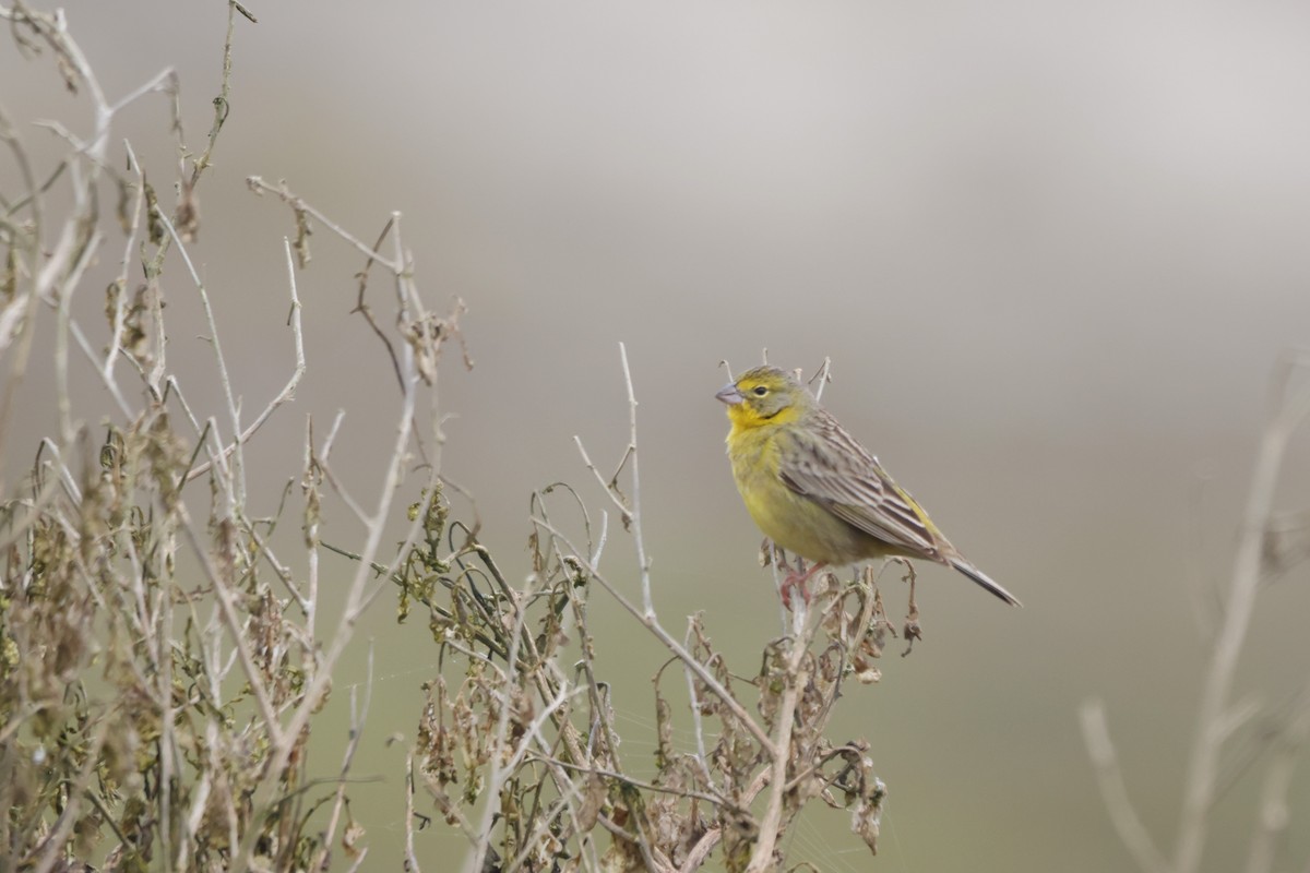 Короткоклювый зерноед - ML646674316