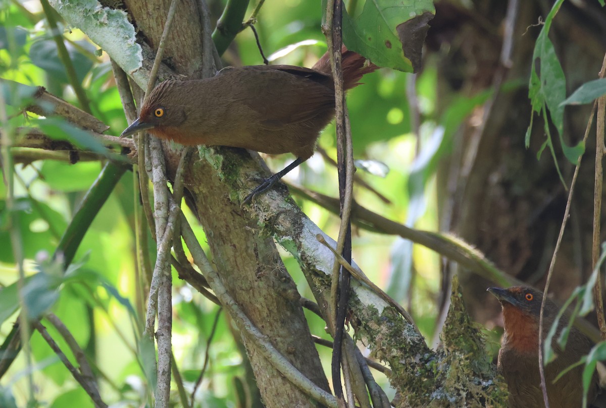 Orange-eyed Thornbird - ML646674317