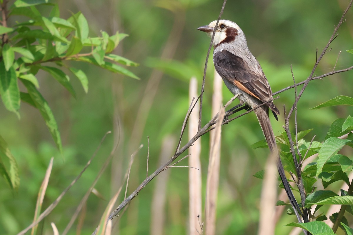 Streamer-tailed Tyrant - ML646674323