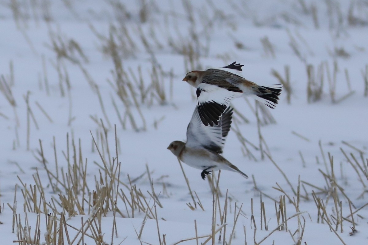 Snow Bunting - ML646674324