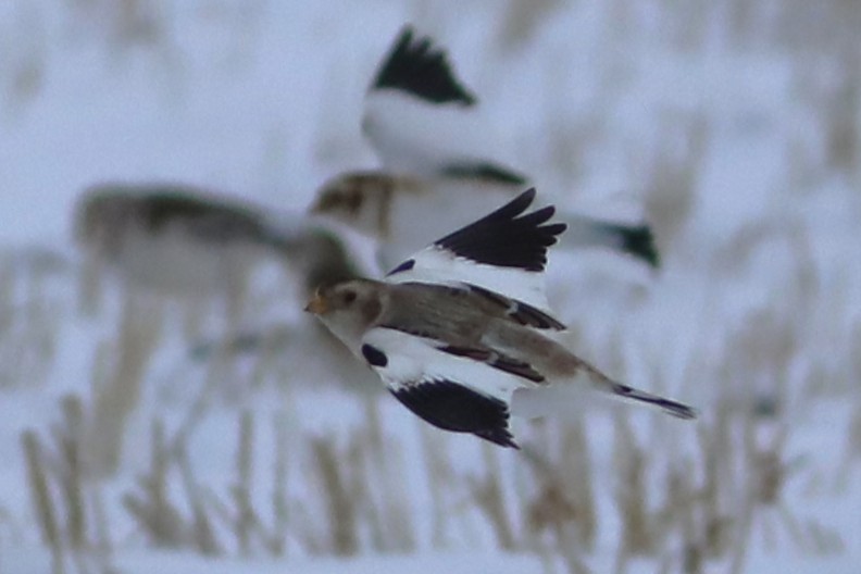 Snow Bunting - ML646674325