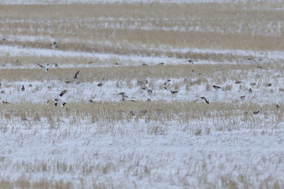 Snow Bunting - ML646674326