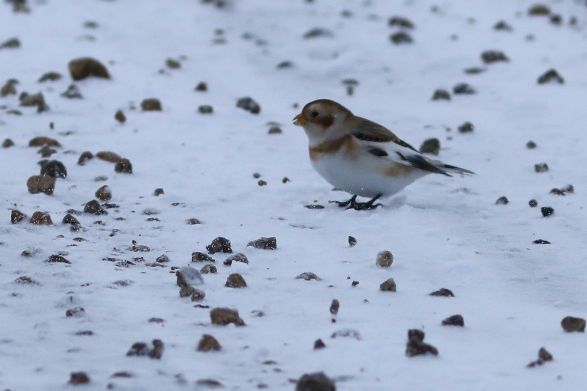 Snow Bunting - ML646674327