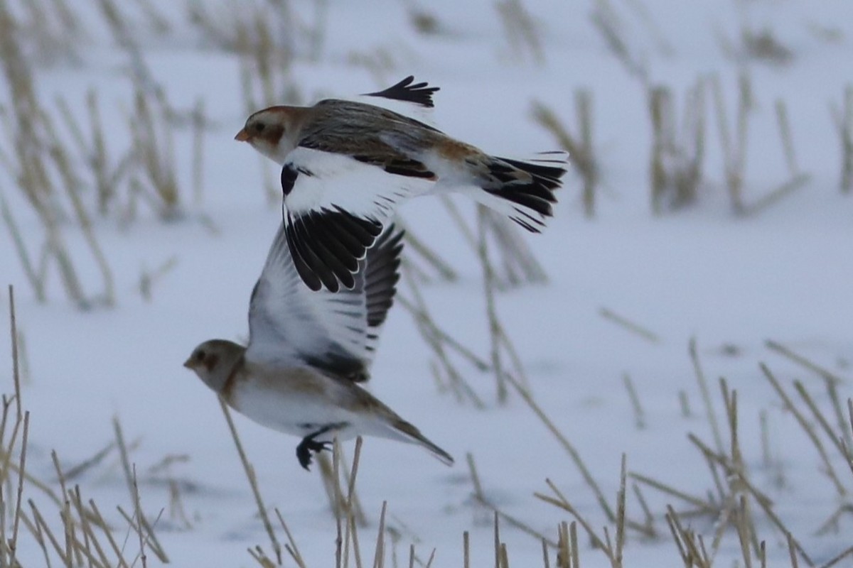 Snow Bunting - ML646674328