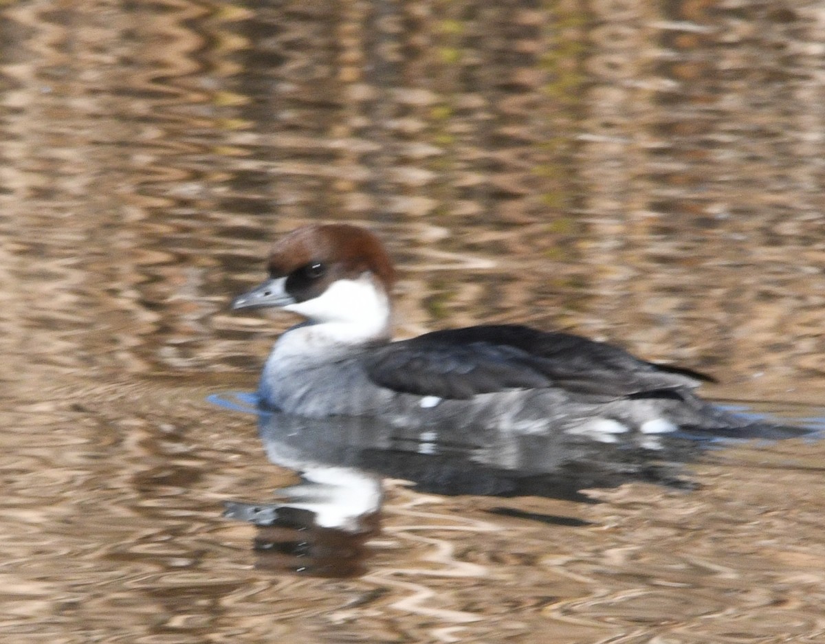 白秋沙 - ML646674329